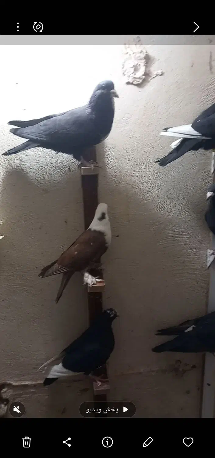 ۱۸تا نر استوره زد خوردی|پرنده|فردوس (کرمان), |دیوار