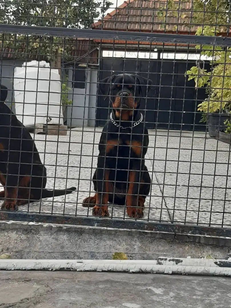 روتوایلر نر چهارماهه و دوعدد یکسالونیم|سگ|آکند, |دیوار