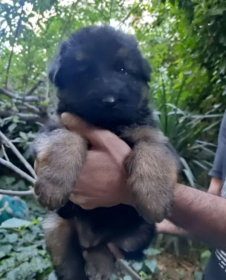 واگذاری سگ ژرمن شولاین ۶۰روزه|سگ|برخوار, |دیوار