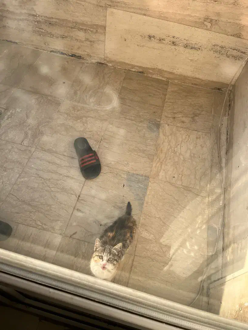 واگذاری بچه گربه|گربه|کرج, حسن آباد|دیوار