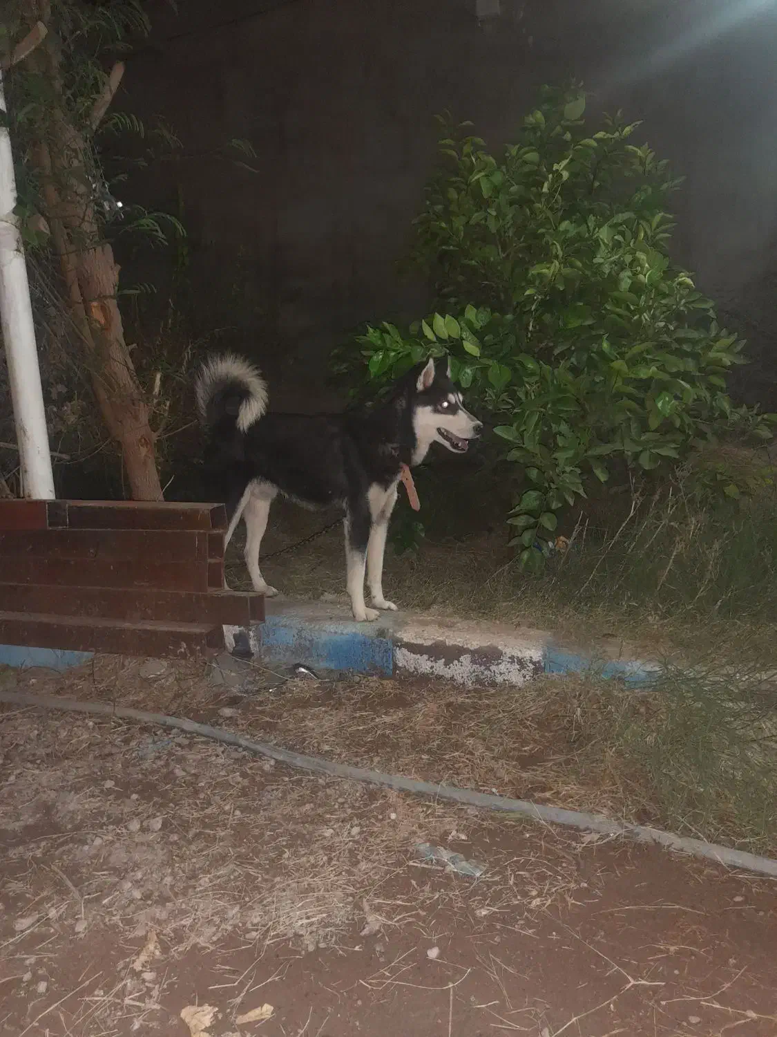 هاسکی نر هشت ماه|سگ|نرماشیر, |دیوار