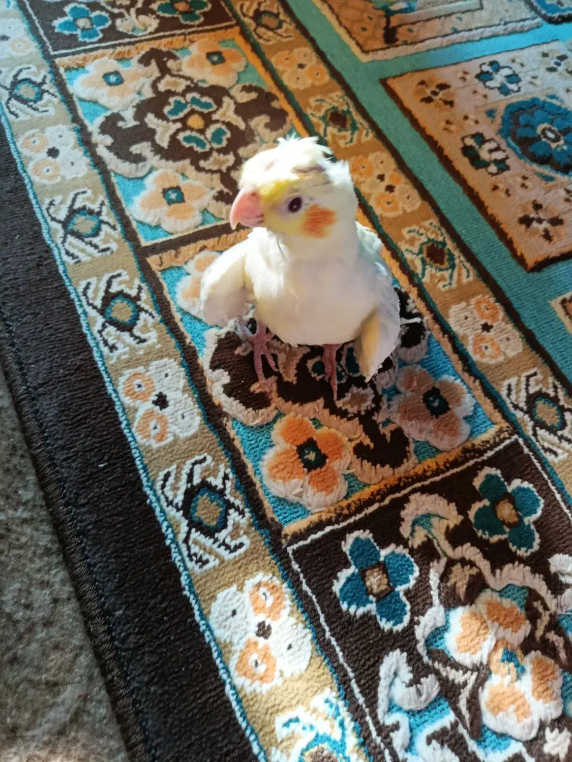 بچه عروس هلندی|پرنده|بهبهان, |دیوار