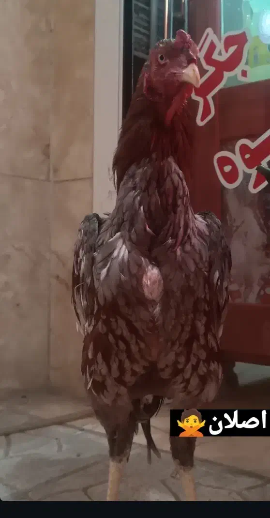 لاری|حیوانات مزرعه|مشگین شهر, |دیوار