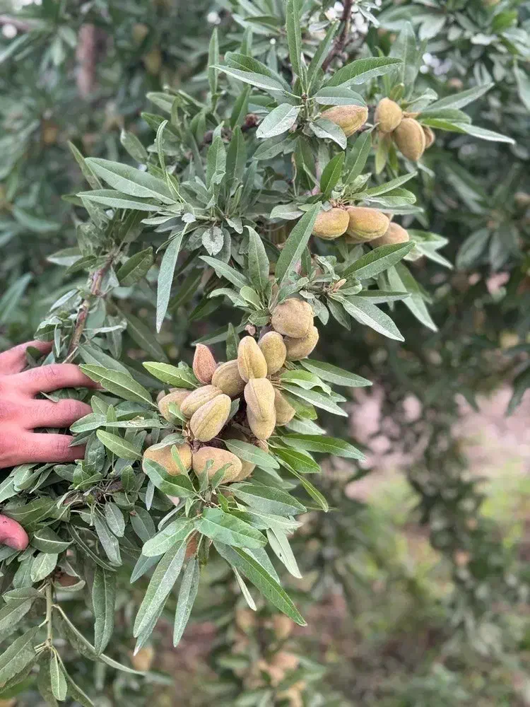 فروش نهال بادام تونو|خدمات باغبانی و درختکاری|سامان, |دیوار
