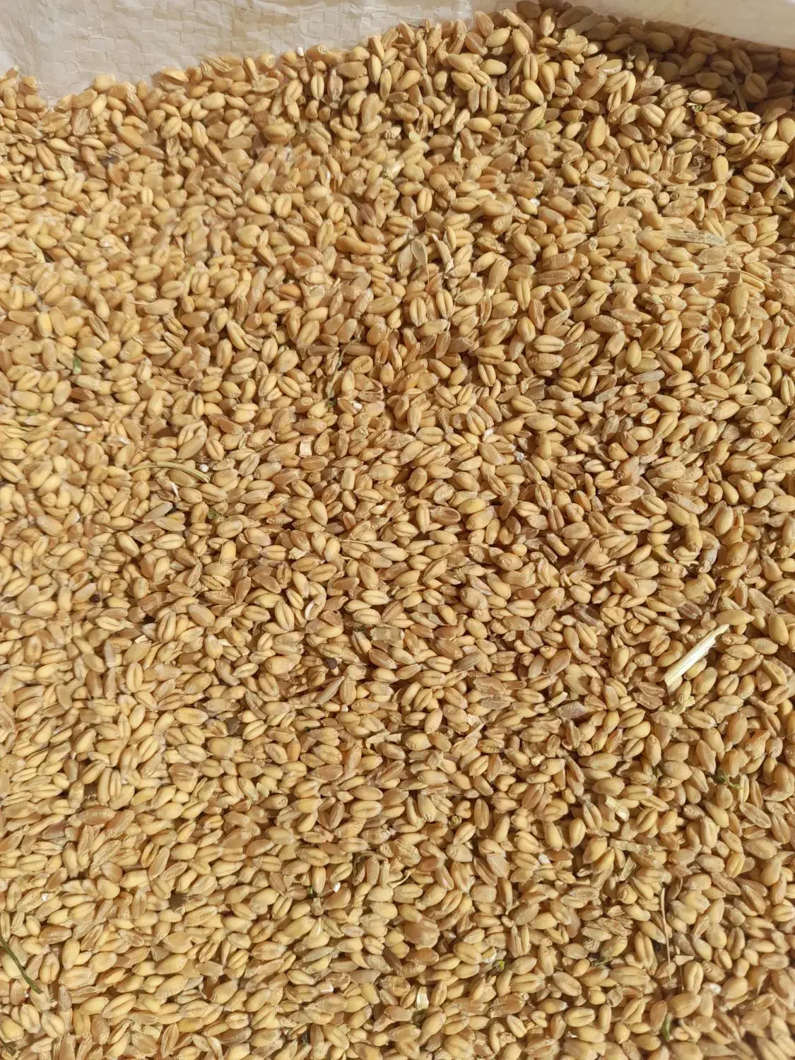 فروش گندم|خوردنی و آشامیدنی|شیراز, اکبر آباد|دیوار