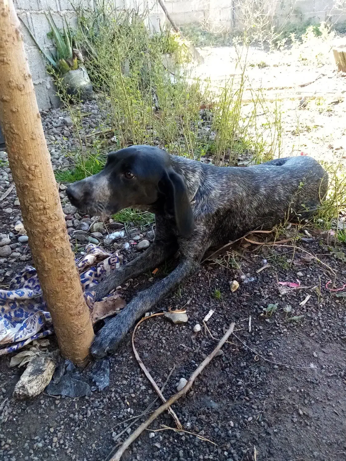 سگ شکاری|سگ|رشت, لاکان شهر|دیوار