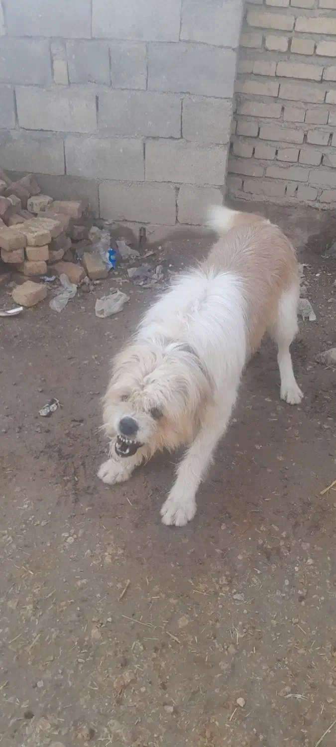 واگذاری سگ نر|سگ|اسلام‌‌آباد غرب, |دیوار