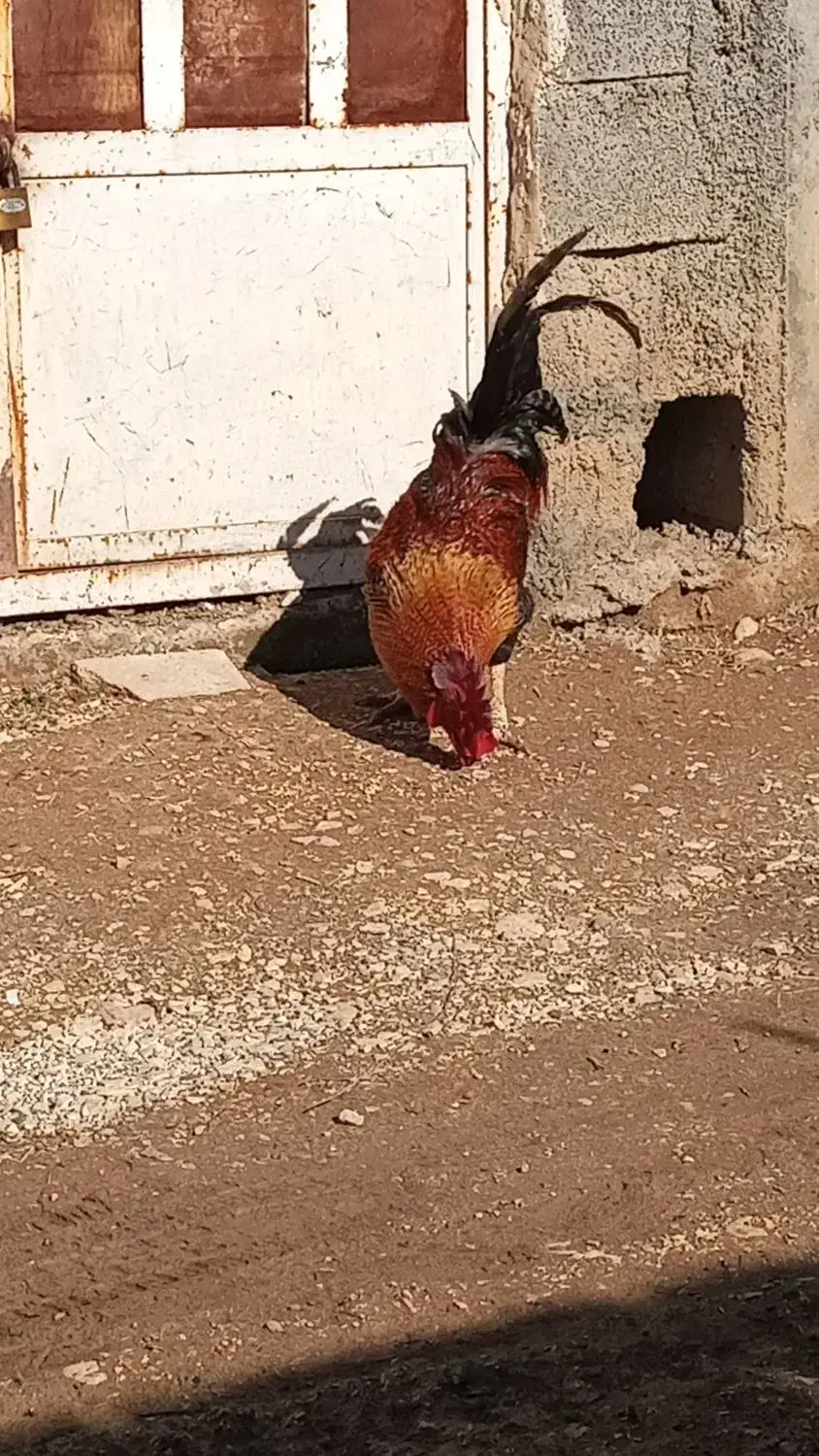 خروس محلی|حیوانات مزرعه|جوانرود, |دیوار