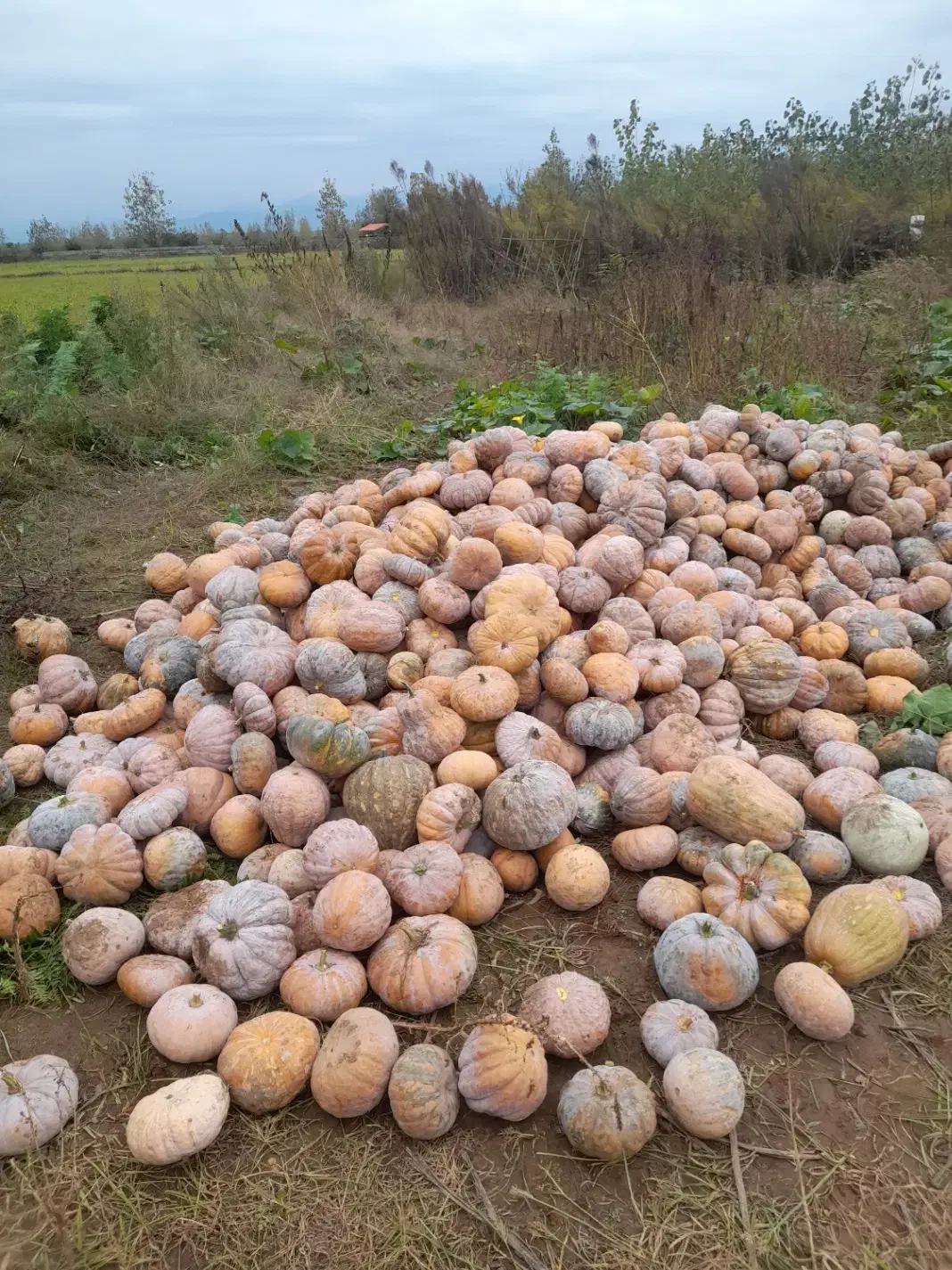 کدو انجیری|خوردنی و آشامیدنی|ضیابر, |دیوار