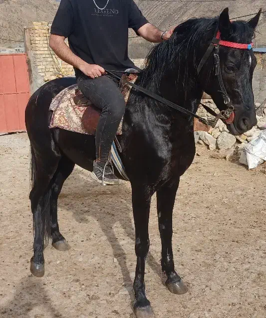 اسب نریون درجه یک|اسب و تجهیزات اسب‌سواری|مشهد, کوی ولیعصر|دیوار