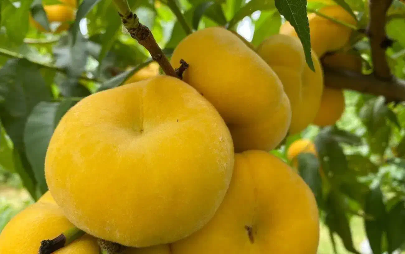 فروش نهال انجیر عسلی|خدمات باغبانی و درختکاری|جاجرود, |دیوار