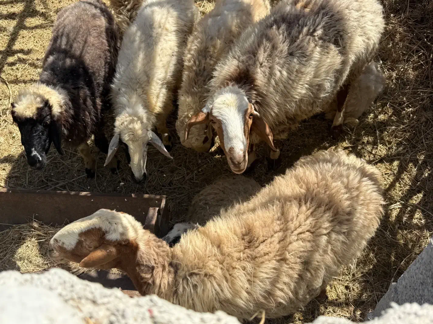 گوسفند چینی شیرازی|حیوانات مزرعه|توکهور, |دیوار