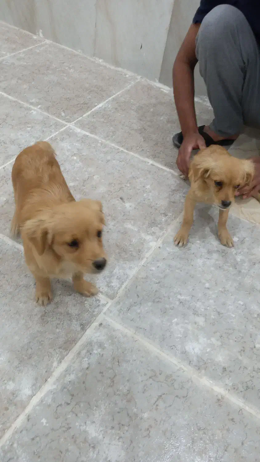 دو توله سگ|سگ|کارون, |دیوار