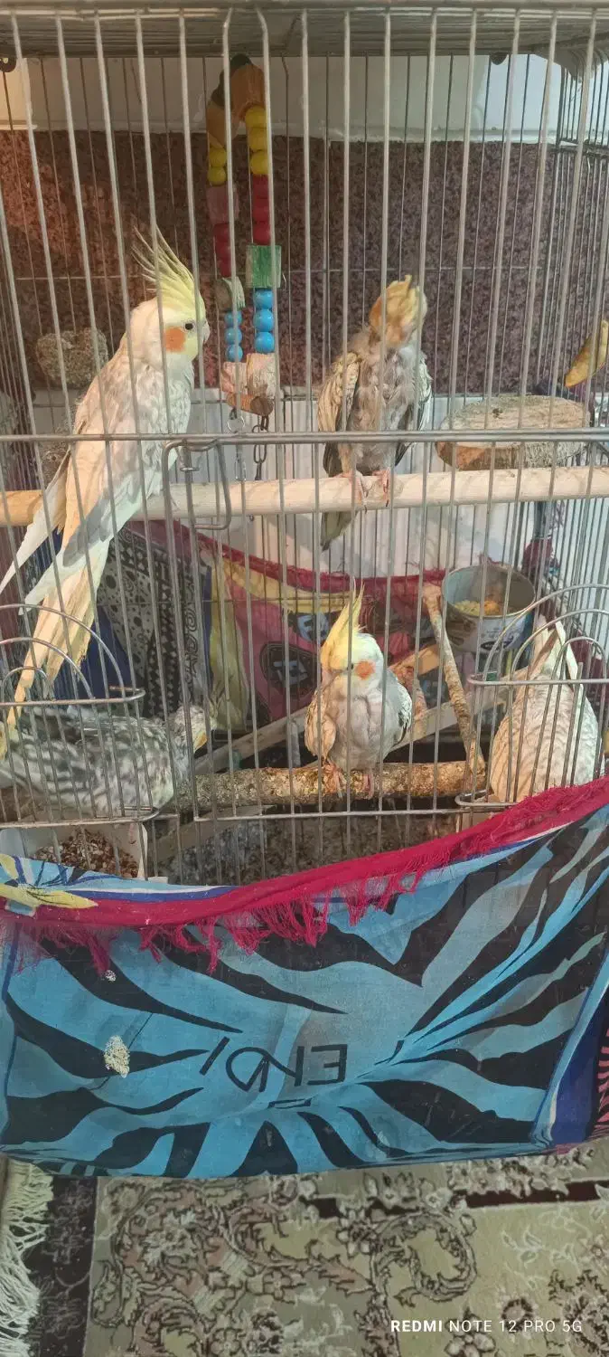 عروس هلندی|پرنده|قم, شهرک امام حسن|دیوار