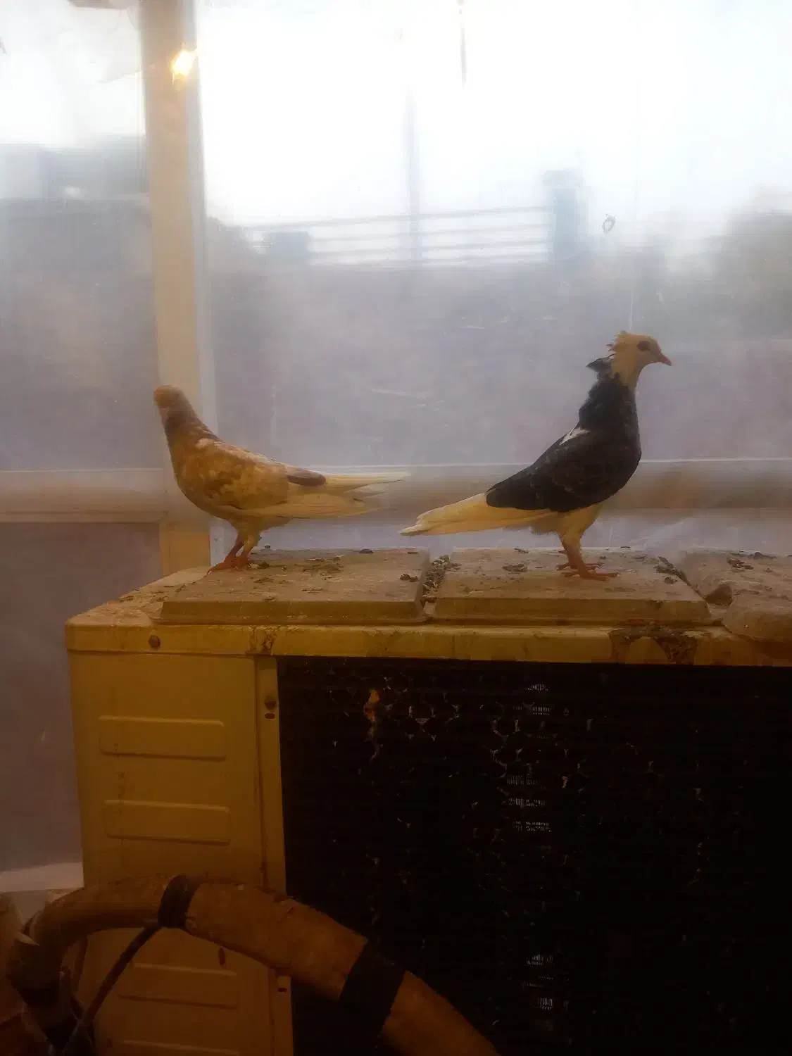 کبوتر|پرنده|اصفهان, احمدآباد|دیوار