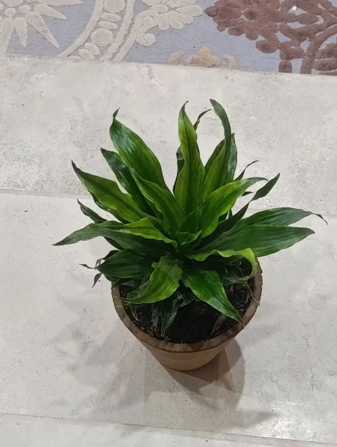 گل کامپکت شیک و زیبا|گل و گیاه طبیعی|کرمانشاه, |دیوار