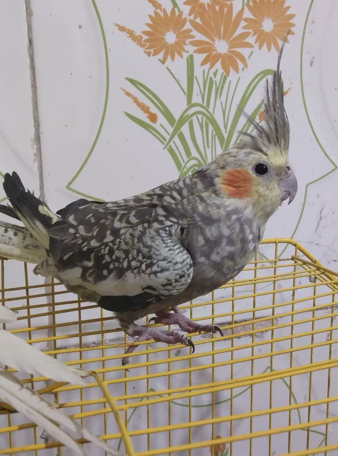 یک جفت عروس هلندی نرماده اهلی ضمانتی|پرنده|جزنیک, |دیوار