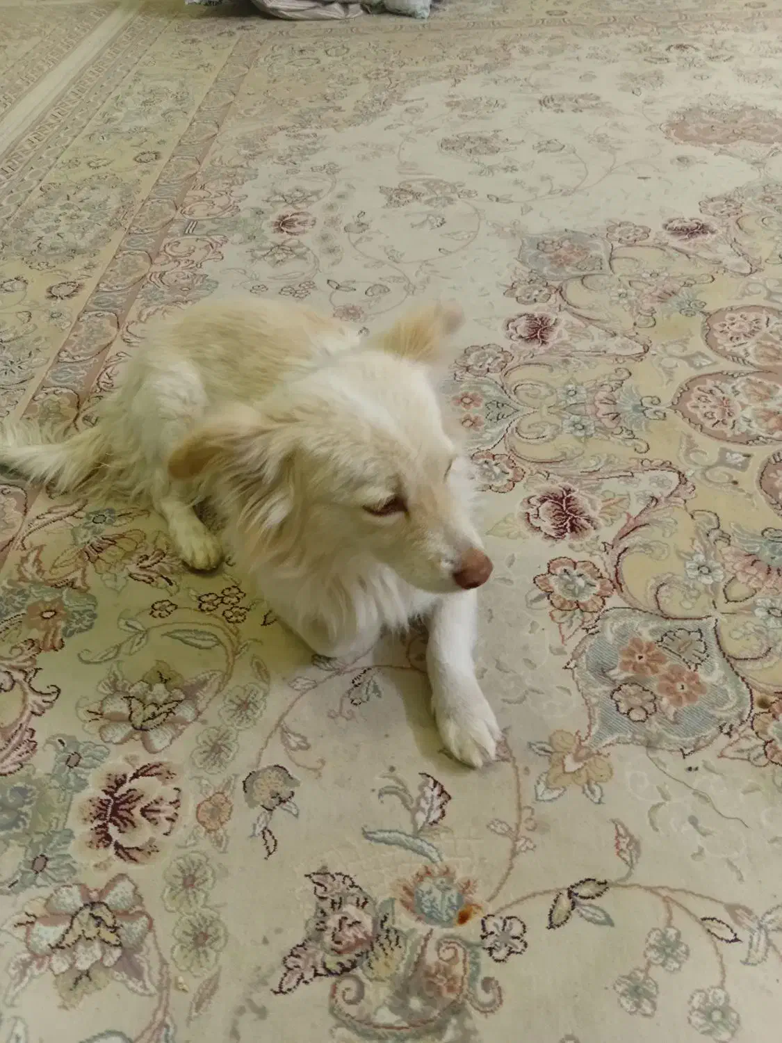 دو سگ پیدا شده|سگ|گلبهار, شهر جدید گلبهار|دیوار