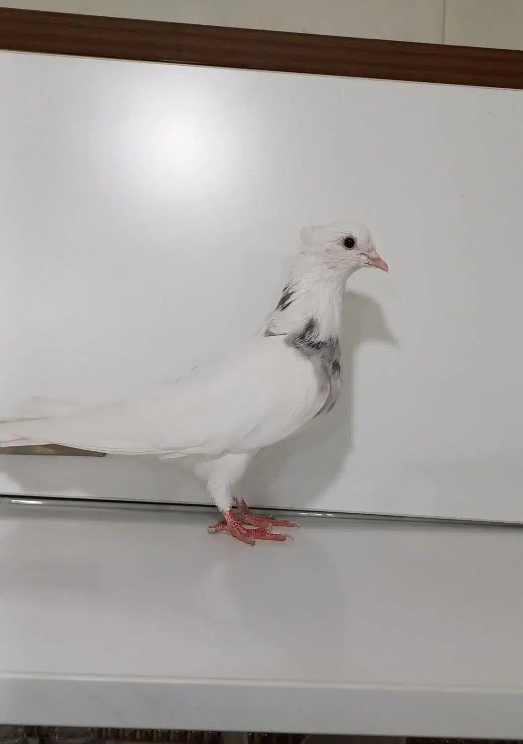 کفتر|پرنده|دهگلان, |دیوار