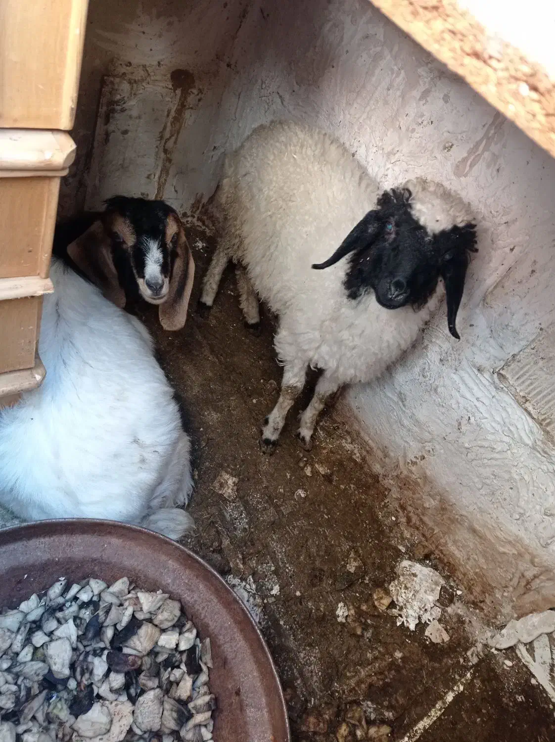 بز گوسفند|حیوانات مزرعه|کرمانشاه, |دیوار