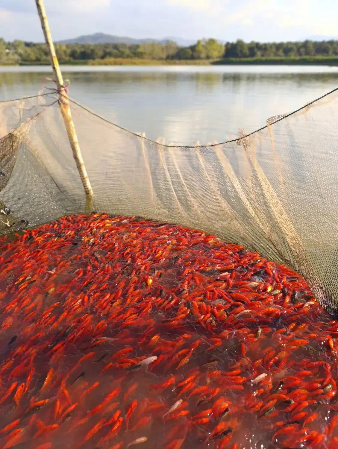 فروش انواع ماهی قرمز و بچه|ماهی|رشت, پل تالشان|دیوار