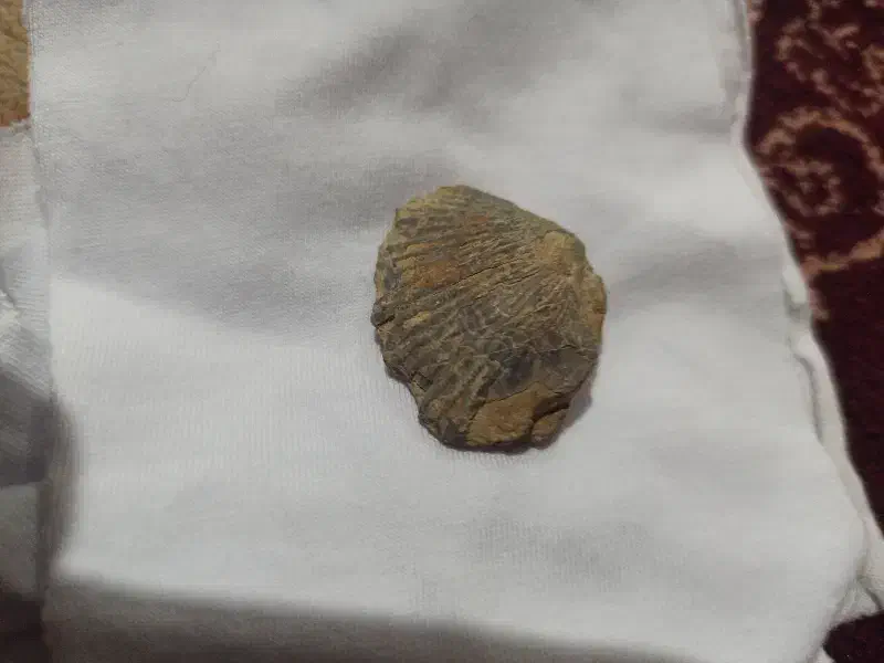 فسیل صدف|کلکسیون اشیاء عتیقه|اراک, |دیوار