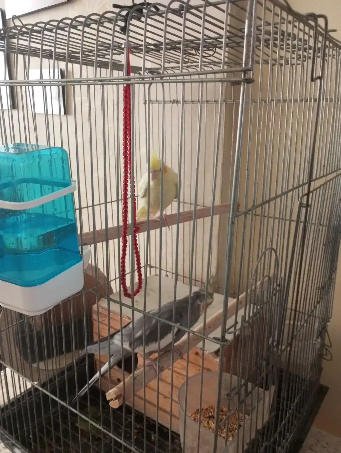 عروس هلندی جفت|پرنده|تهران, طیب|دیوار