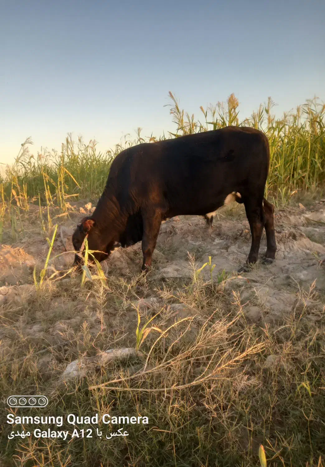 گاو نر فروش قیمت 65|حیوانات مزرعه|جلگه چاه هاشم, |دیوار