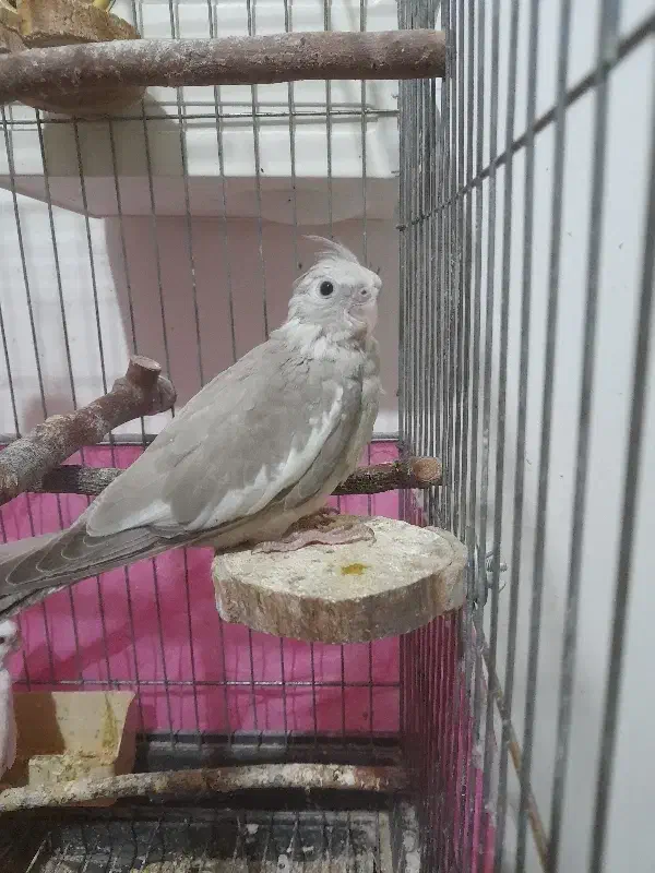 جوجه عروس هلندی آلبینو‌، نسکافه‌ای(معاوضه)|پرنده|کرمانشاه, |دیوار