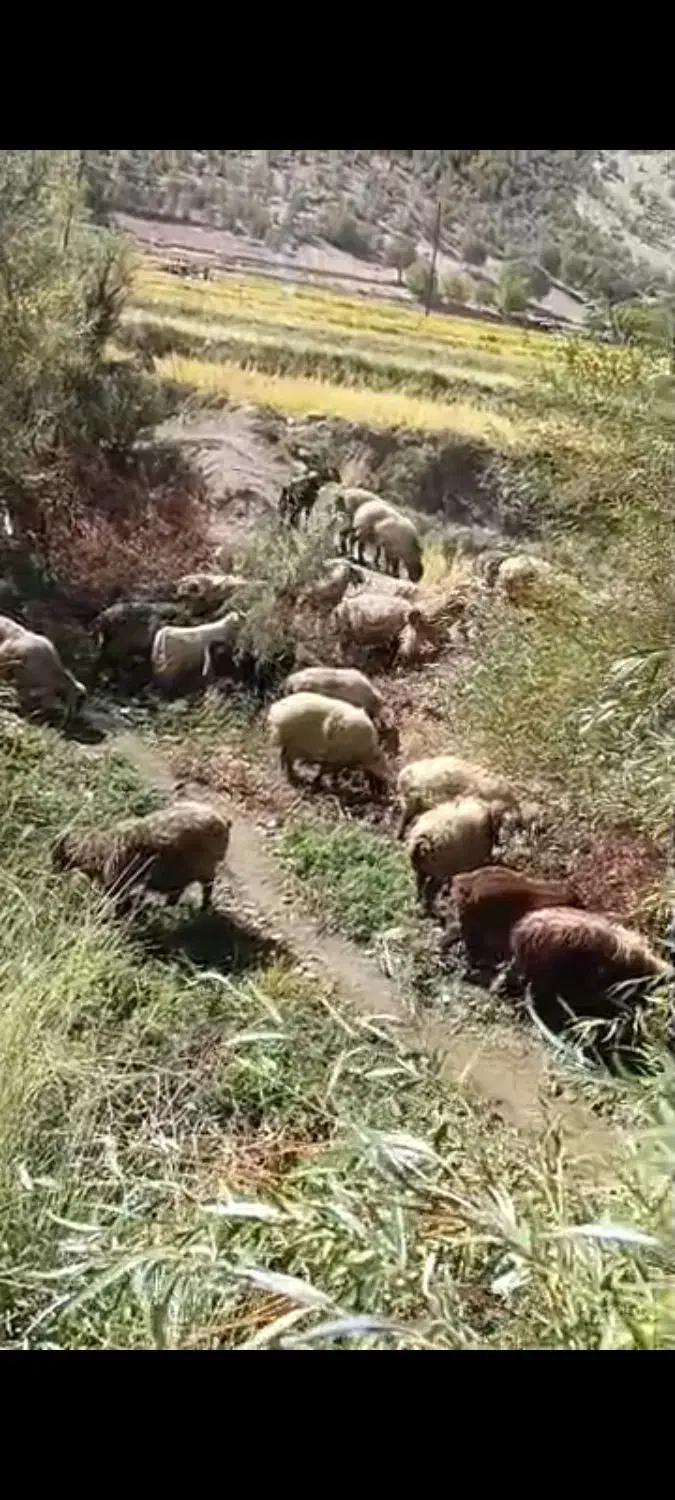 تعدادی میش و بز داشتی بختیاری اصل بفروش میرسد.|حیوانات مزرعه|لوداب, |دیوار