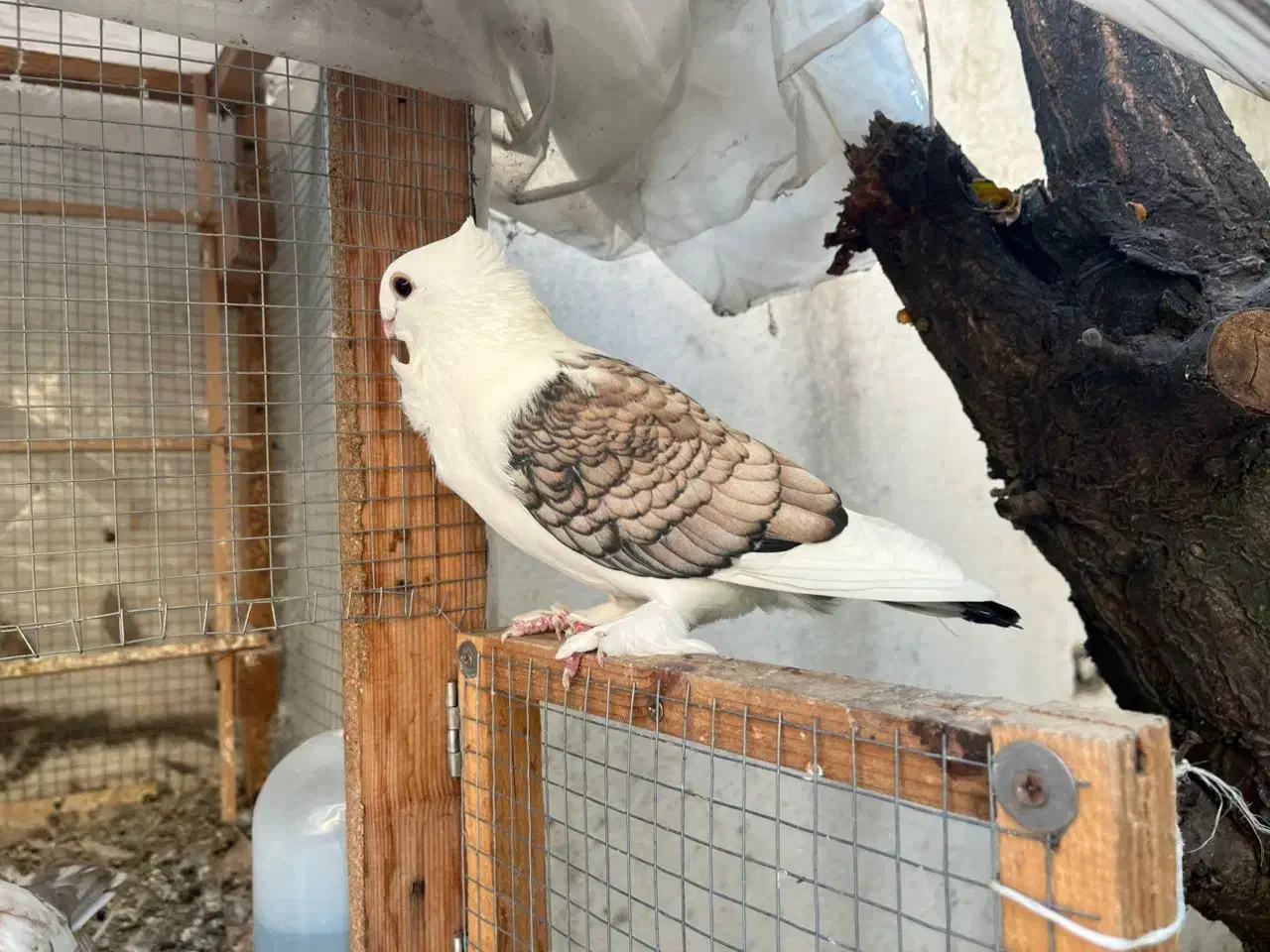 فروش کبوتر بلژیکی|پرنده|بابل, |دیوار