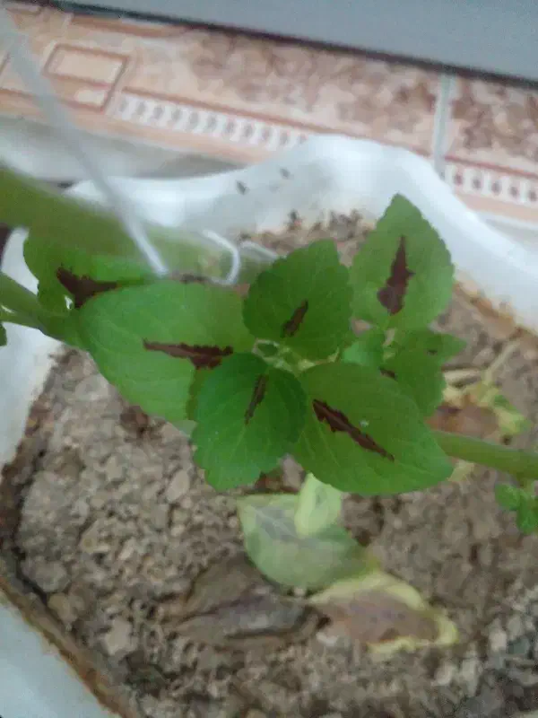 گمشده|اشیا|سنندج, |دیوار