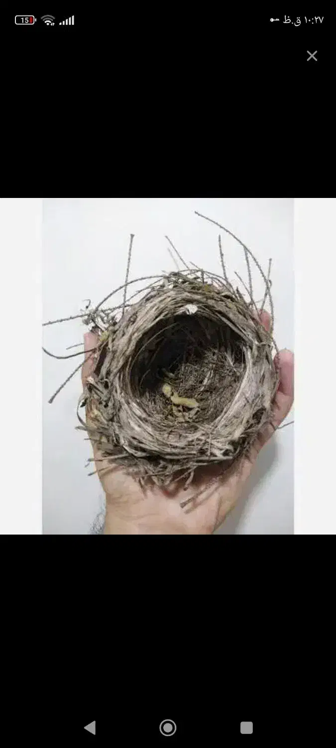 قناری عربی|پرنده|خرمشهر, |دیوار