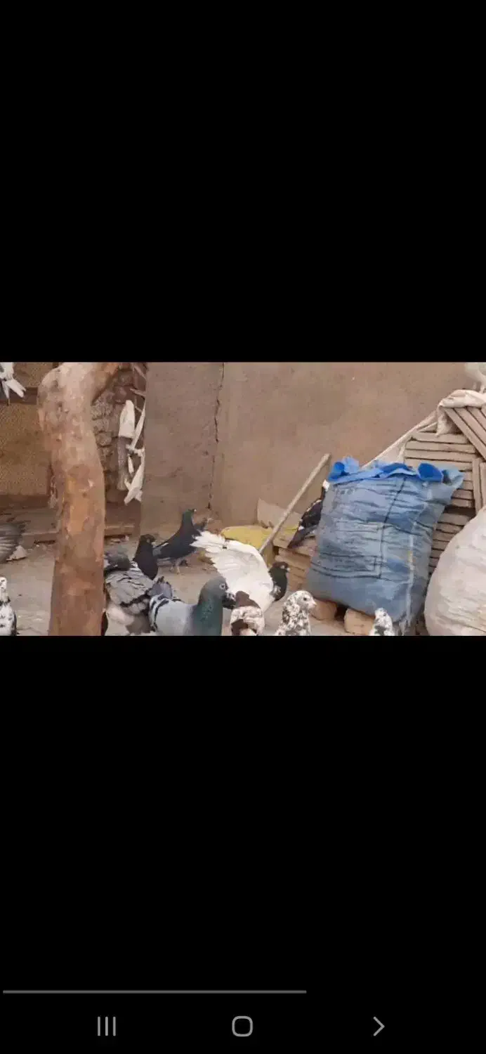 کفتر|پرنده|نیمبلوک, |دیوار