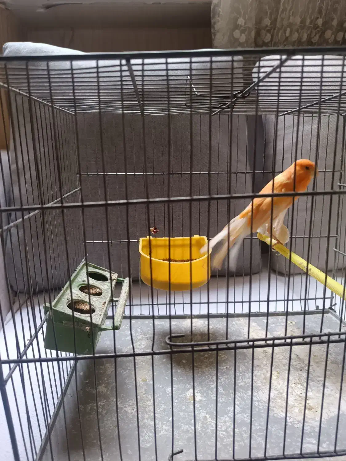 قناری رسمی نر|پرنده|تهران, قلمستان|دیوار