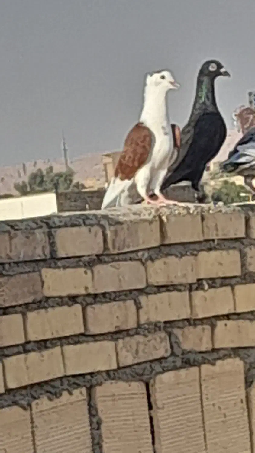 کوهی نر دورگ|پرنده|شوشتر, |دیوار