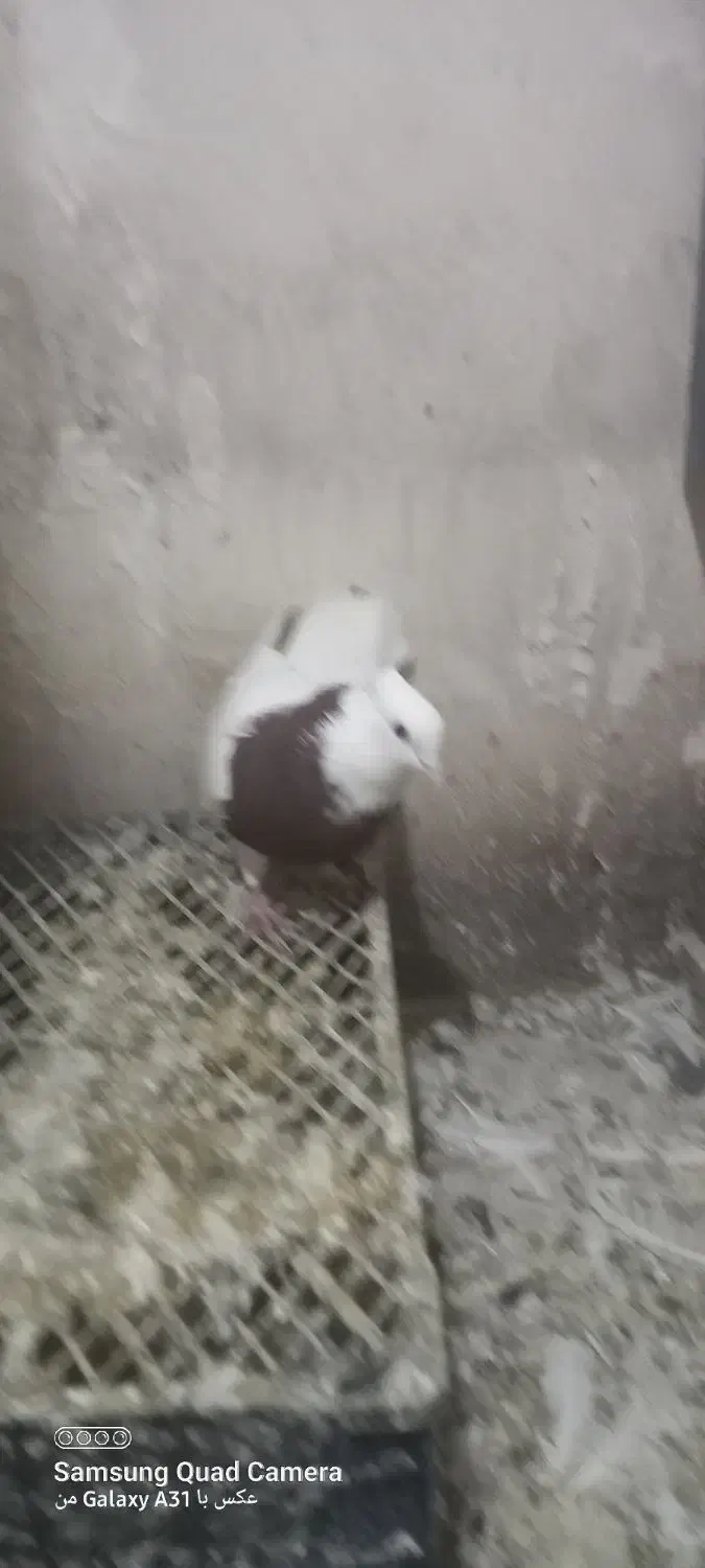 طوقی سرخ|حیوانات|اراک, |دیوار