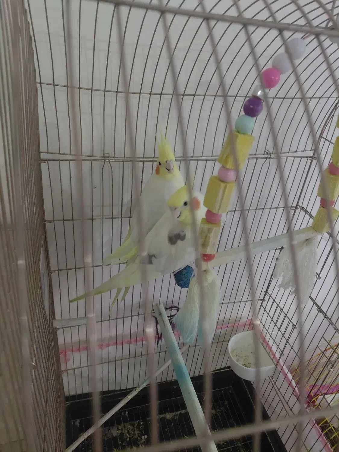 عروس هلندی درشت|پرنده|تهران, شهرک چیتگر|دیوار