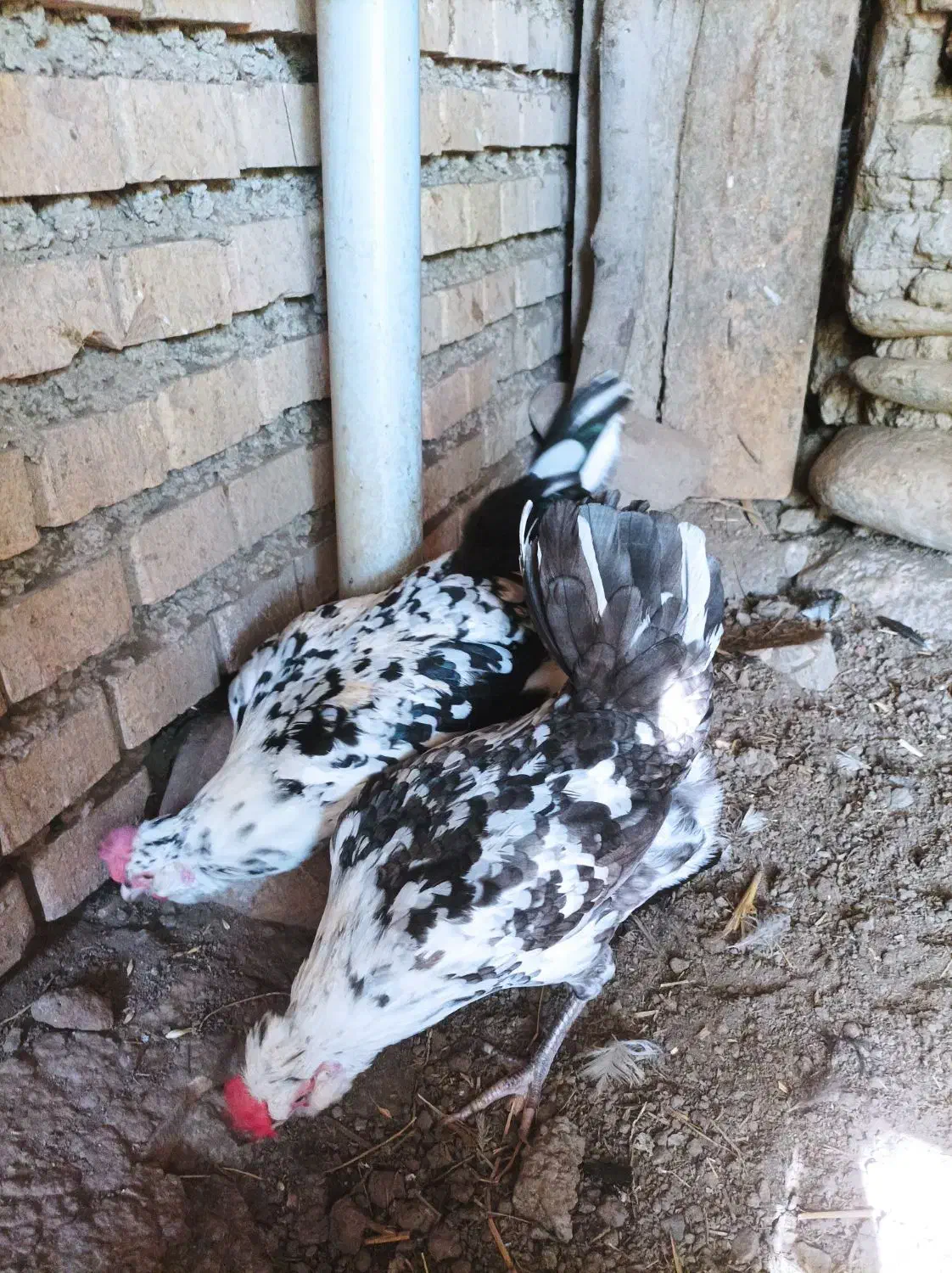 تخم مرغ نطفه دار گلین|حیوانات مزرعه|رامیان, |دیوار