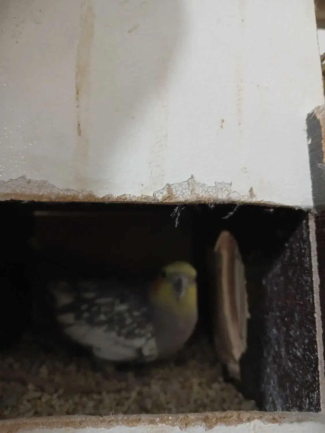 عروس هلندی جفت وجوجه سرلاکی|پرنده|رفسنجان, |دیوار