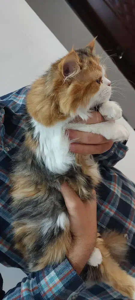 دو گربه پرشین ماده دوقلو|گربه|قوچان, |دیوار