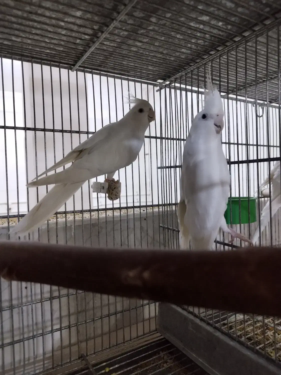 عروس هلندی آلبینو مولد کار حلقه ب پا|پرنده|قم, نوبهار|دیوار