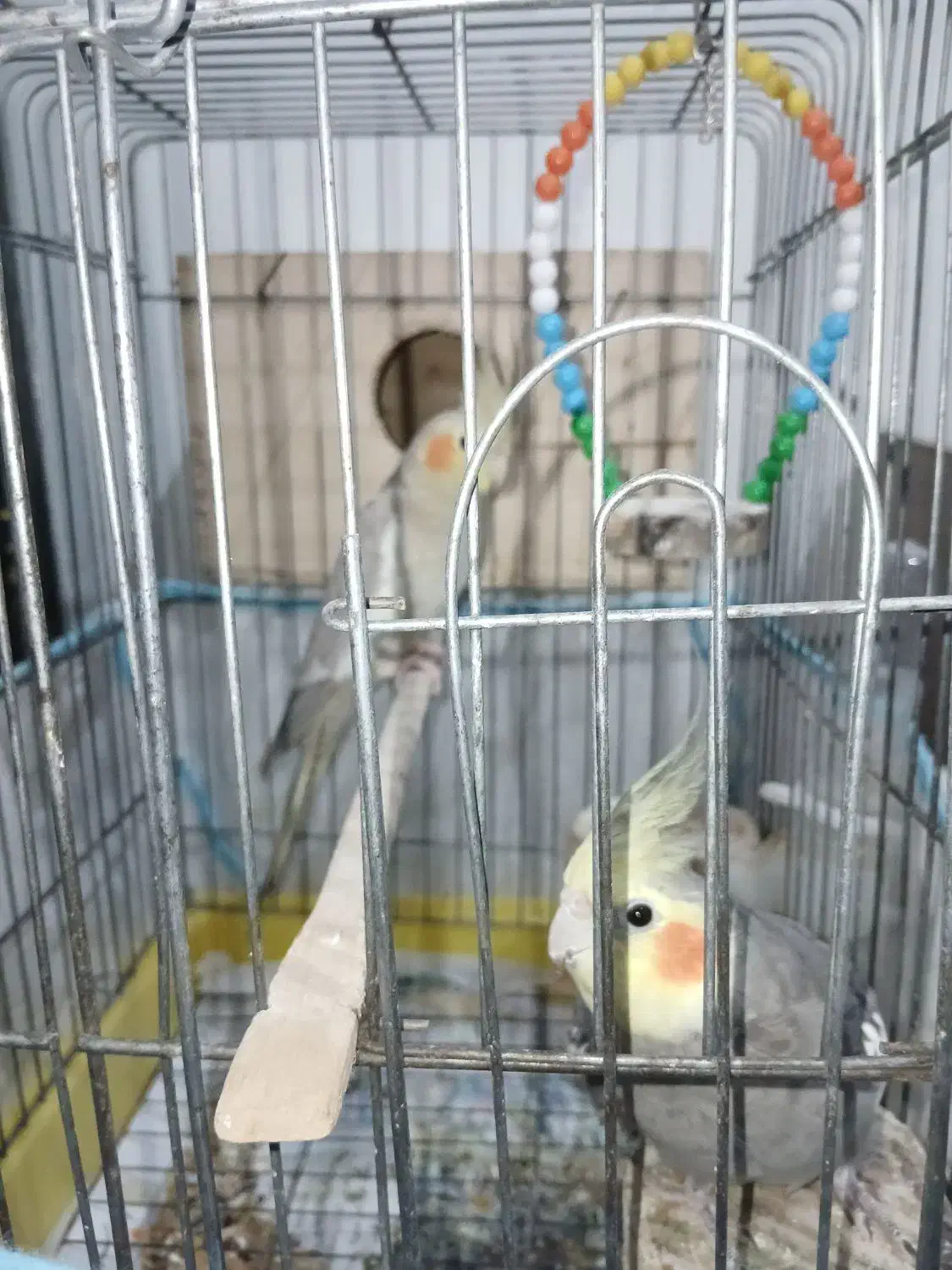 عروس هلندی|پرنده|بندر انزلی, باغ زمانی|دیوار