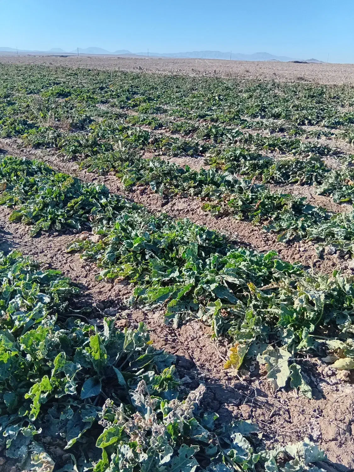 فروش چغندر قند شیرین|لوازم جانبی حیوانات|آبکوه, |دیوار