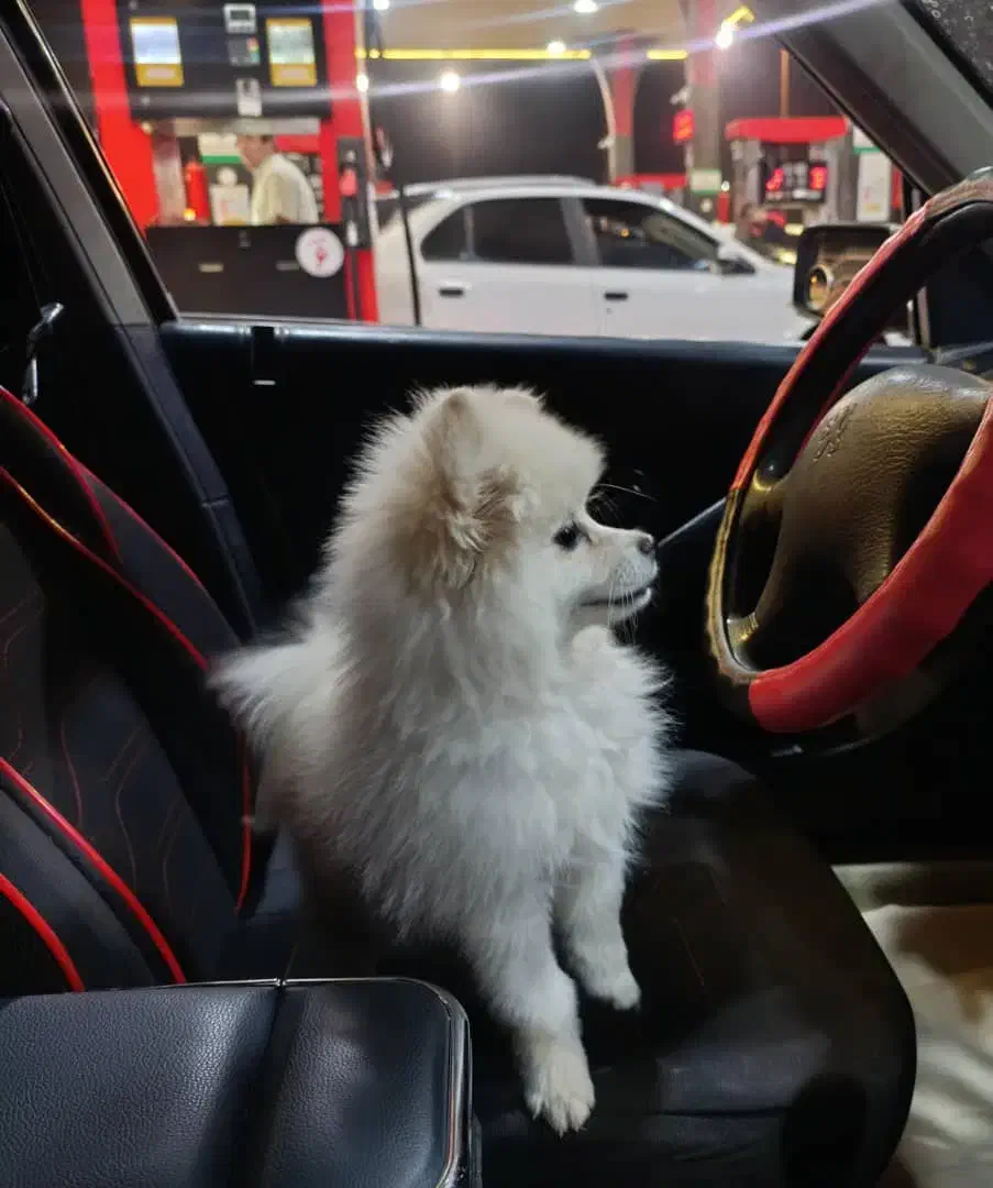 سگ خانگی ماده|سگ|ماکو, |دیوار