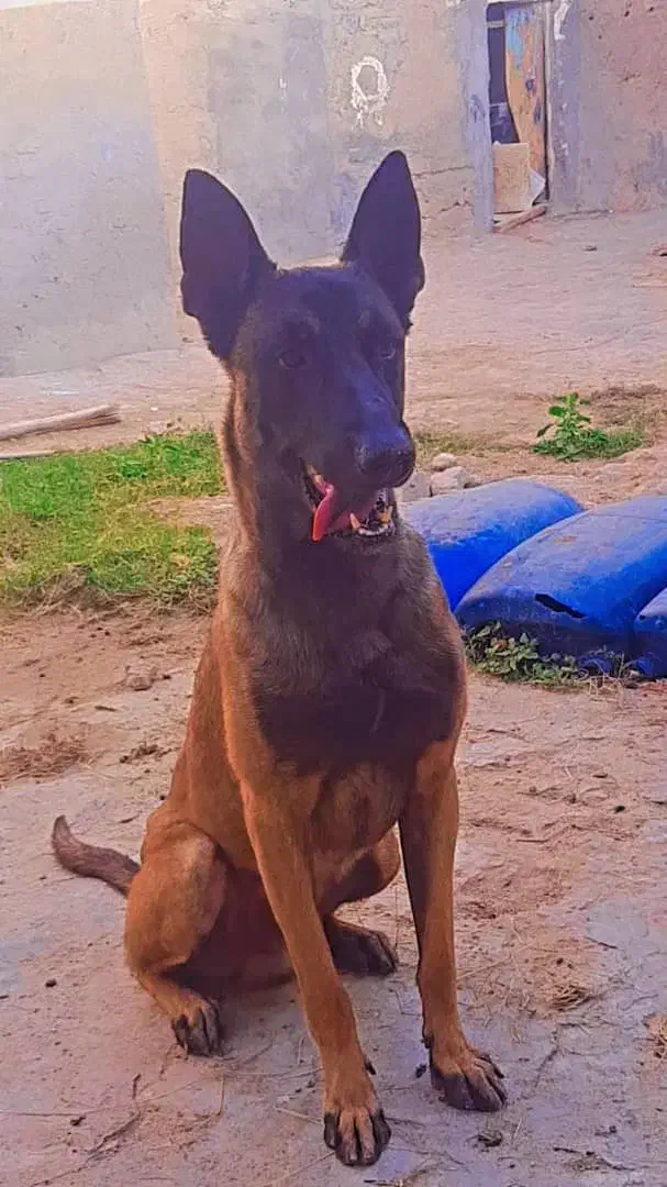 سگ مالینوینز|سگ|مهر, |دیوار