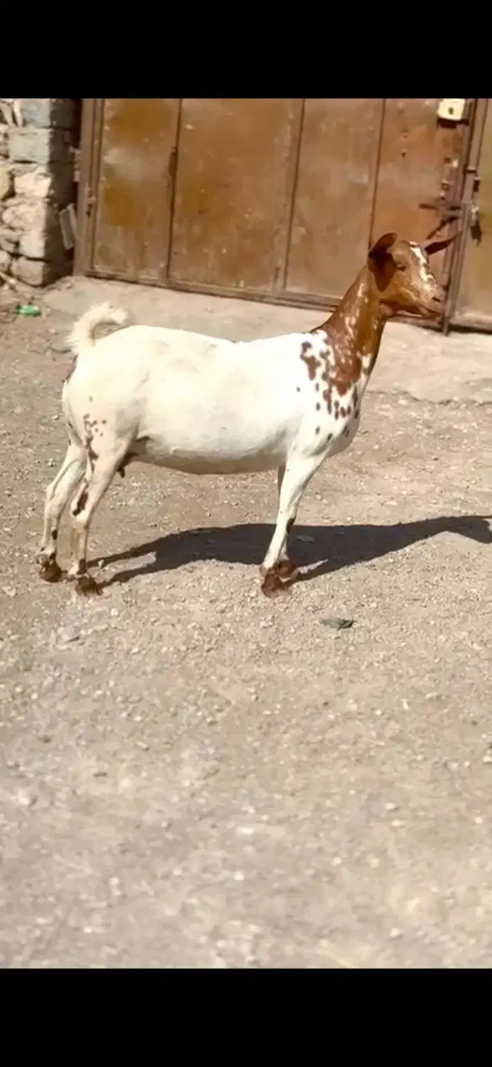 صلاله خوشگل|حیوانات مزرعه|بندر ماهشهر, |دیوار