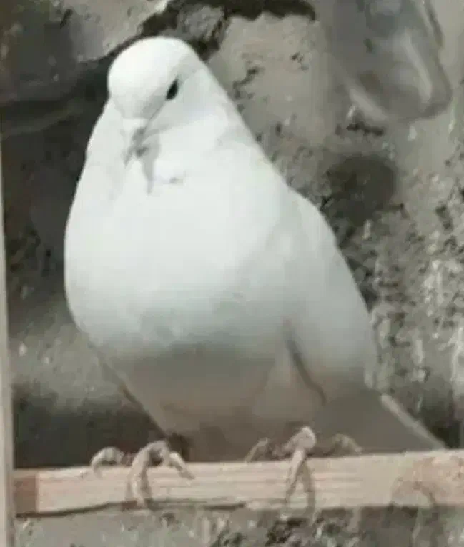 کفترگمشده|حیوانات|صباشهر, |دیوار