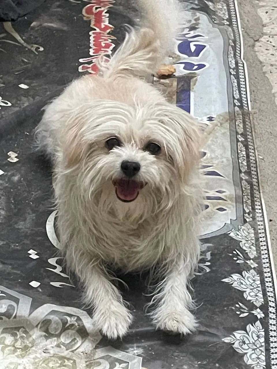 واگذاری دوقلاده سگ خانگی|سگ|اراک, |دیوار