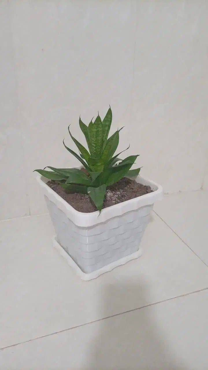 سانس سبز اسفنجی|گل و گیاه طبیعی|بندرعباس, |دیوار